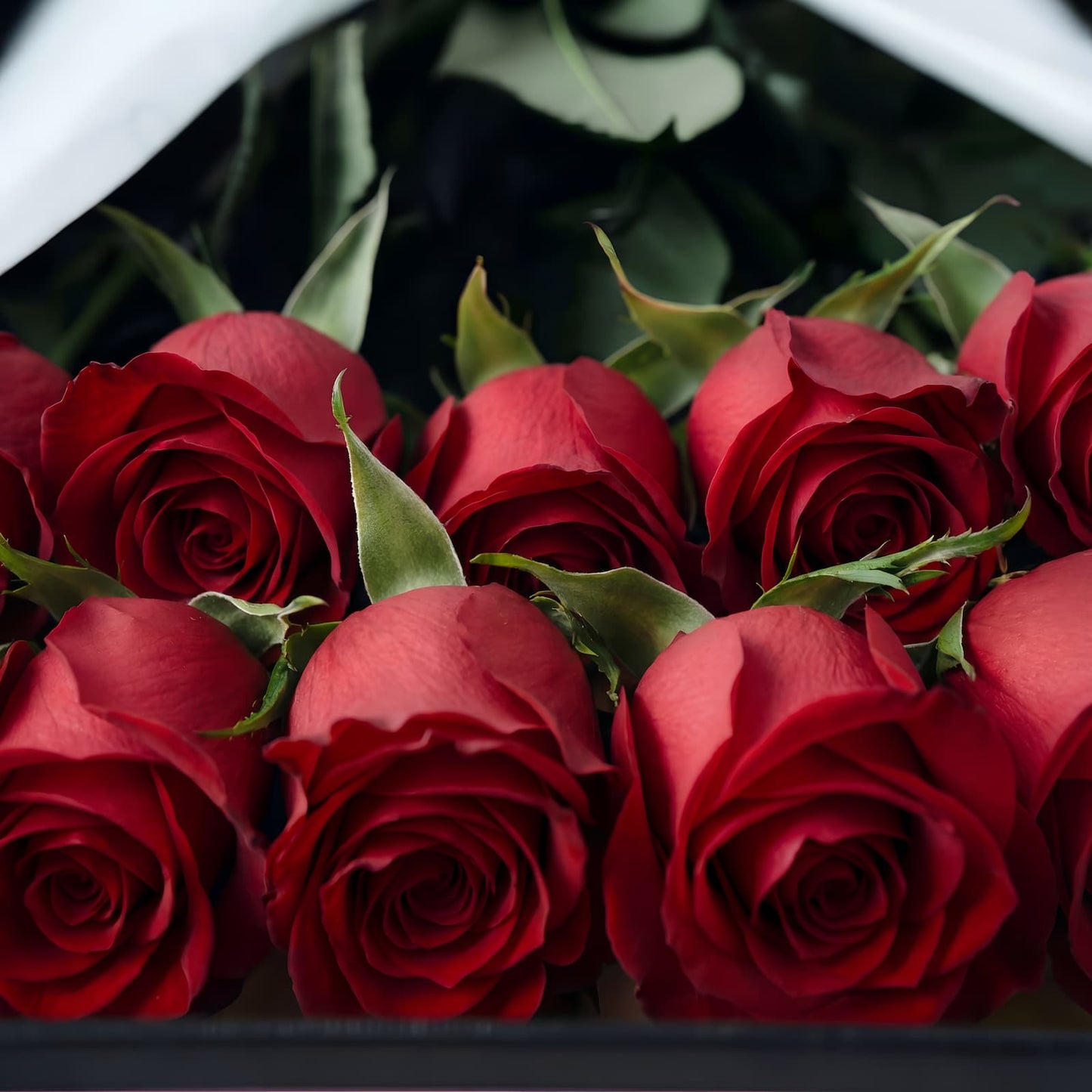 Premium Box of Red Roses